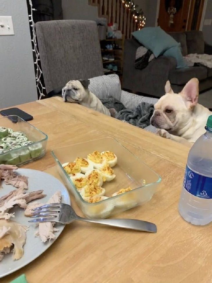  Pets Staring at Food, waiting