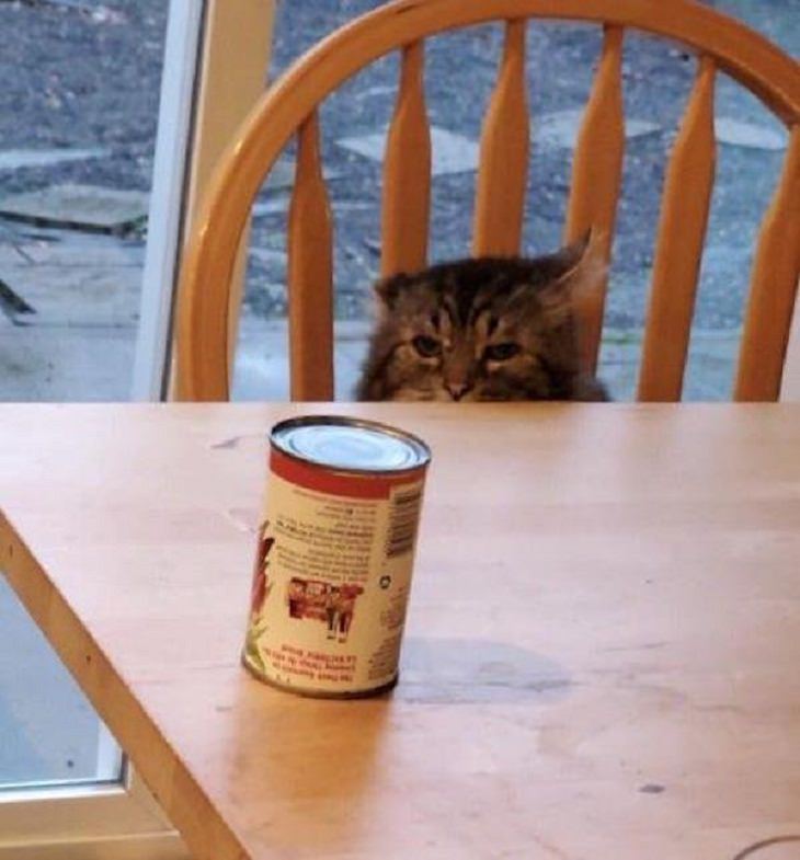  Pets Staring at Food, can