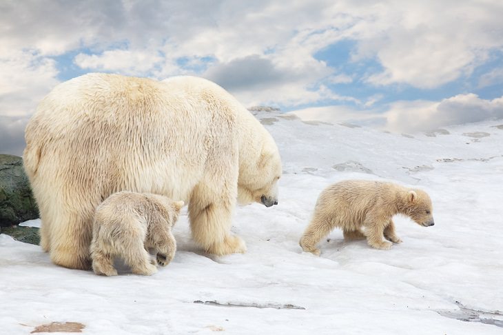 Polar Bears,  cubs