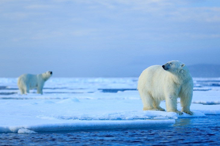 Polar Bears, threat, climate change
