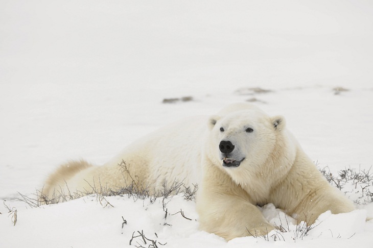 Polar Bears, snow bath