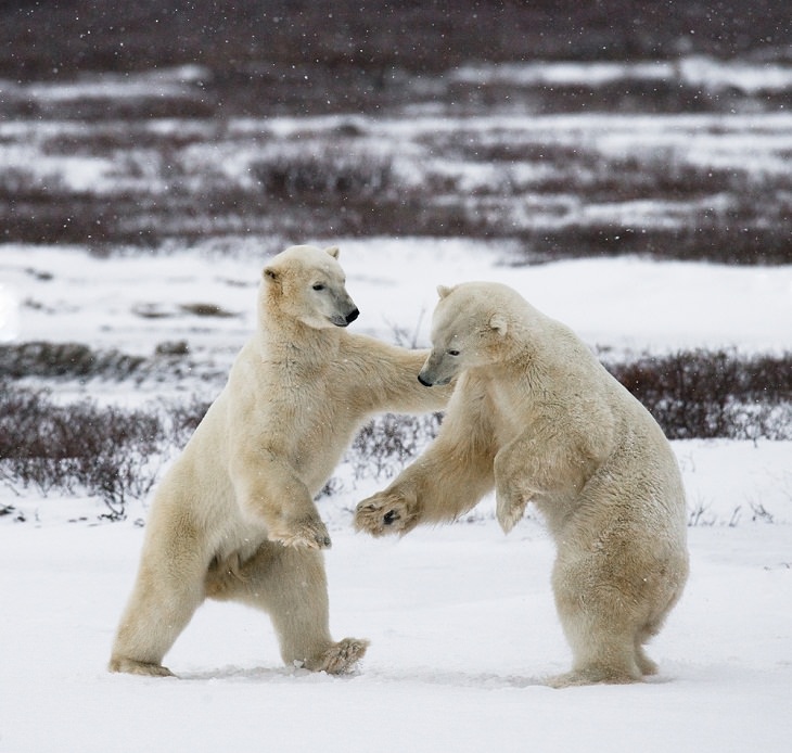 Polar Bears, huge