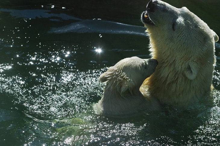 Polar Bears, marine mammals
