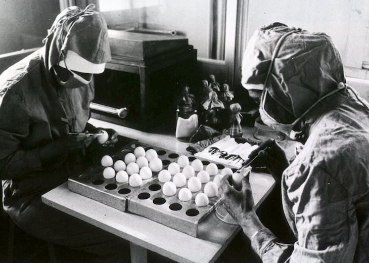 5 of The Most Important Vaccines in History, Two workers make openings in chicken eggs in preparation for the production of the measles vaccine