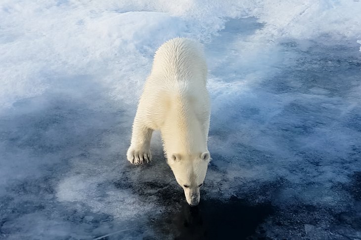 Polar Bears, hunting