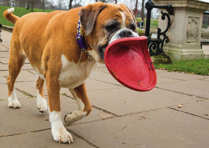 Perfectly Timed Photos of Dogs, game