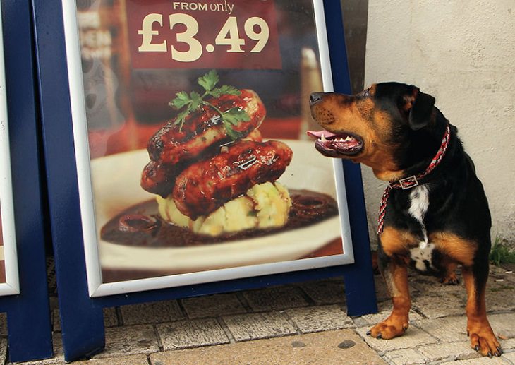 Perfectly Timed Photos of Dogs, hungry