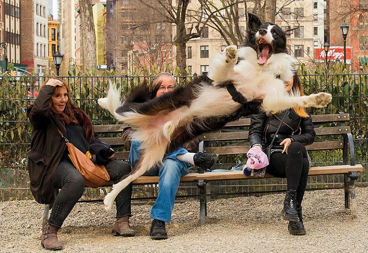 Perfectly Timed Photos of Dogs, woman on bench and flying dog