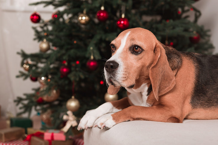 Christmas Trees and Pets: A Few Safety Tips, dog