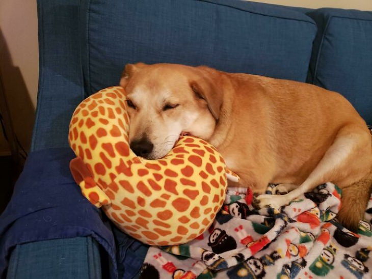 Photos of Animals and Their Favorite Toys pillow
