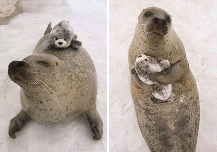 Photos of Animals and Their Favorite Toys seal