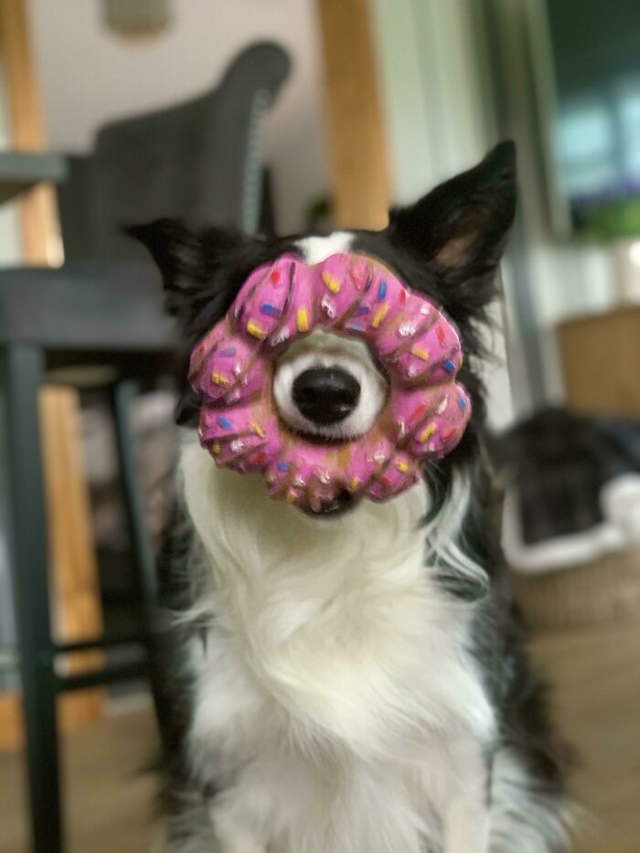 Photos of Animals and Their Favorite Toys donut