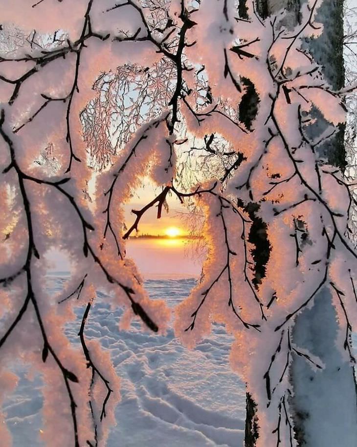 Stunning Accidental Snow Sculptures, Snow clinging on to the branches of a tree