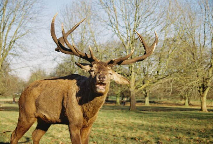 Funny Wildlife Photos burping deer