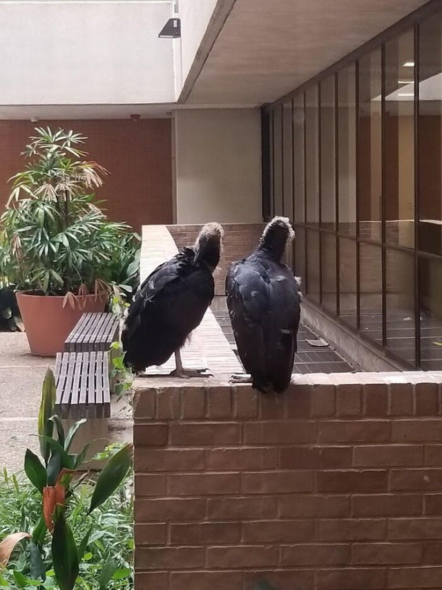 Funny Wildlife Photos vultures