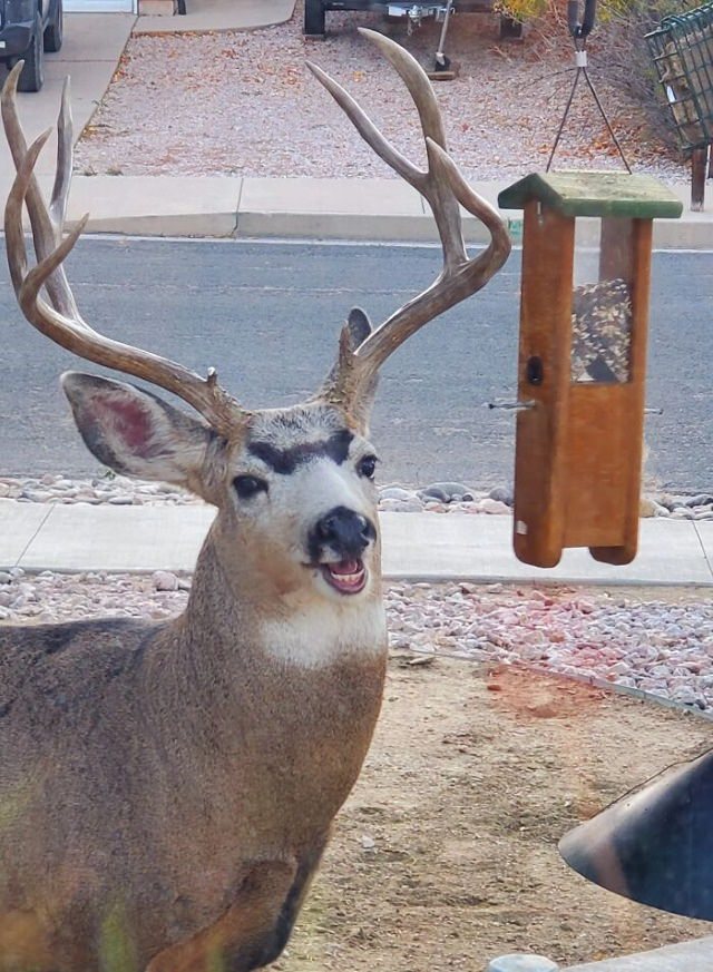 Funny Wildlife Photos deer with eyebrows