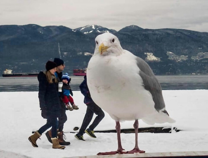 Funny Wildlife Photos giant bird