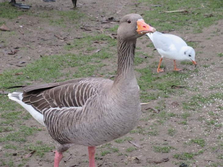 Funny Wildlife Photos geese