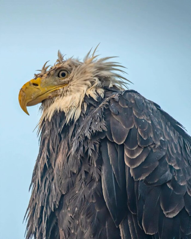 Funny Wildlife Photos bald eagle