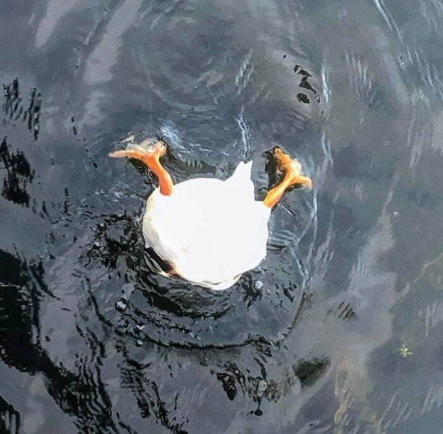 Funny Wildlife Photos The graceful goose grazing on aquatic plants