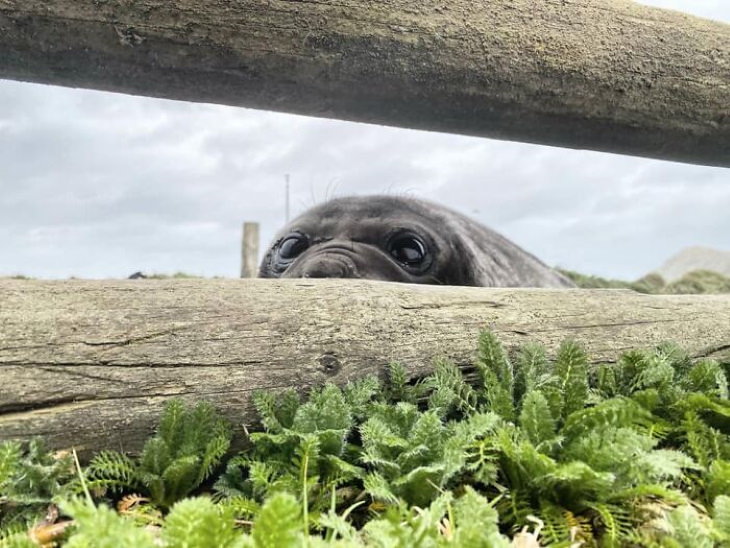 Funny Wildlife Photos walrus