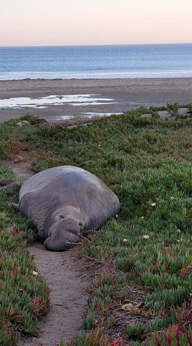 Funny Wildlife Photos elephant seal