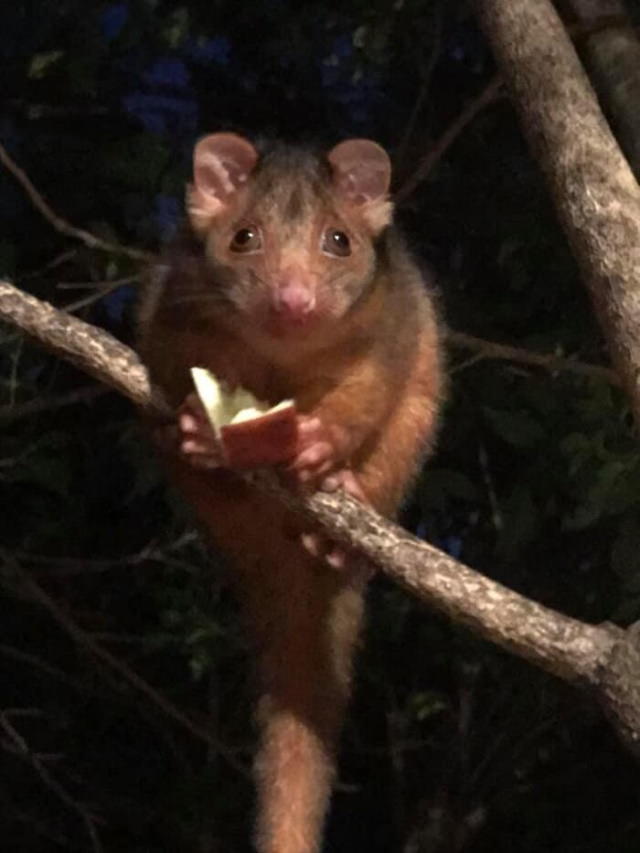Funny Wildlife Photos surprised possum