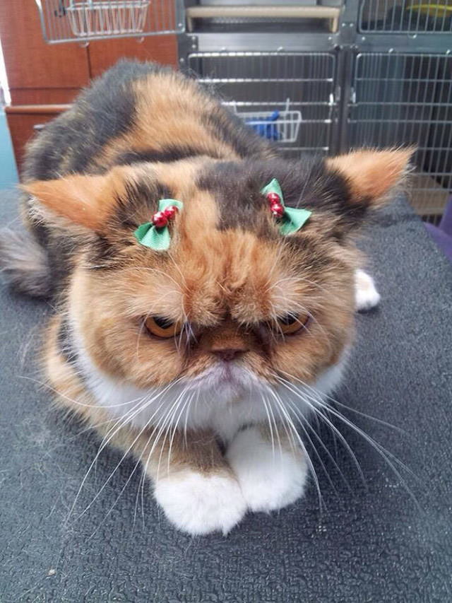 Pissed off pets in Christmas costumes cute cat