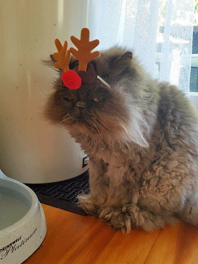 Pissed off pets in Christmas costumes reindeer cat
