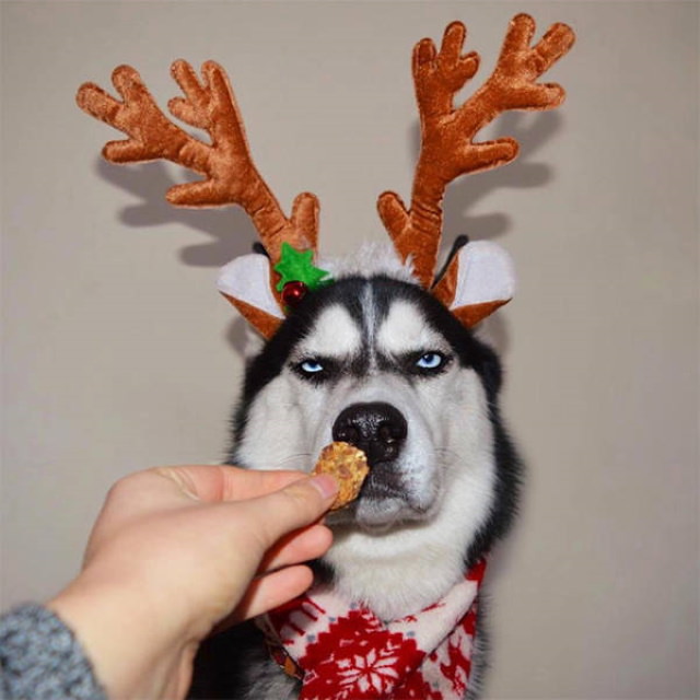 Pissed off pets in Christmas costumes husky
