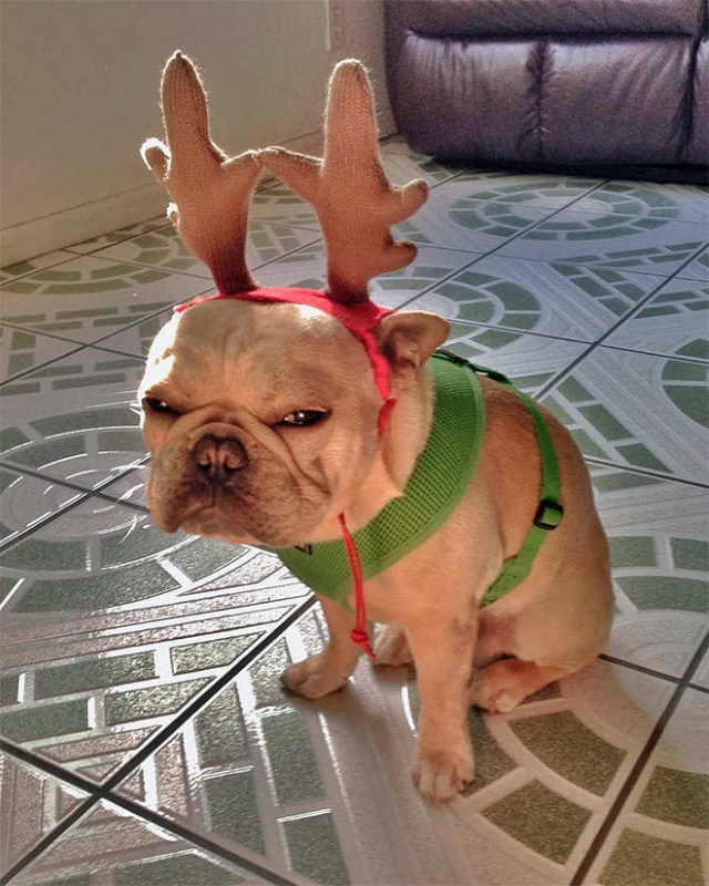 Pissed off pets in Christmas costumes Grinch