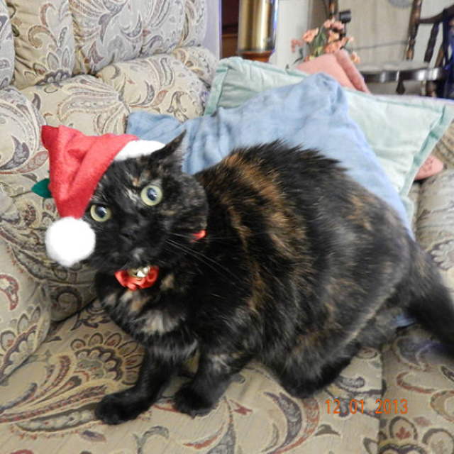 Pissed off pets in Christmas costumes cat angry