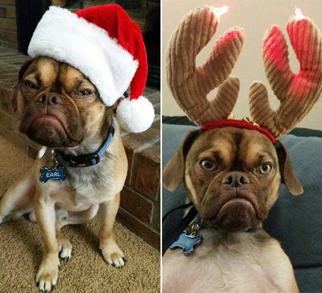 Pissed off pets in Christmas costumes grumpy dog