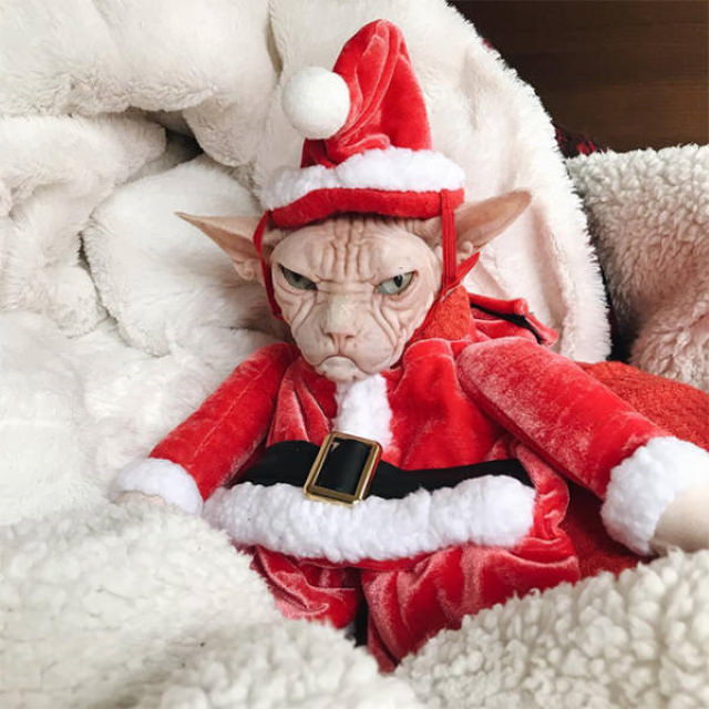 Pissed off pets in Christmas costumes sphynx