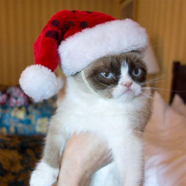Pissed off pets in Christmas costumes grumpy cat