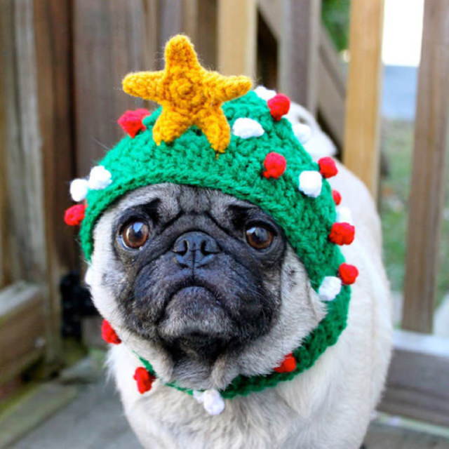 Pissed off pets in Christmas costumes pug