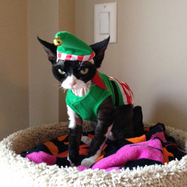 Pissed off pets in Christmas costumes Christmas goblin