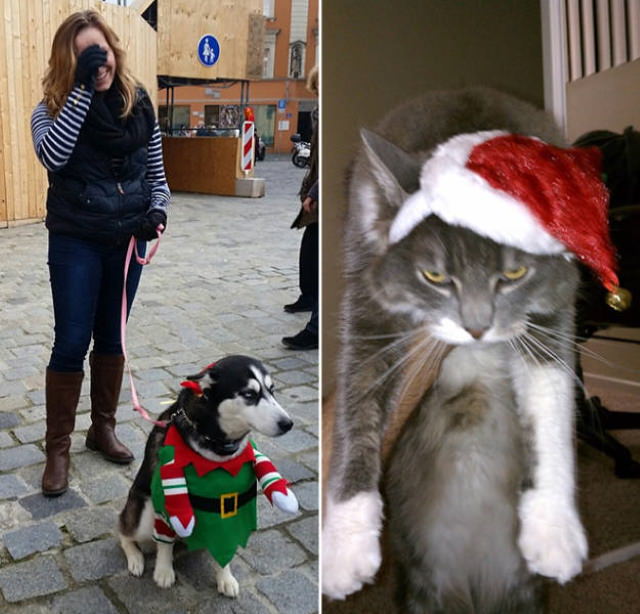 Pissed off pets in Christmas costumes cat and dog