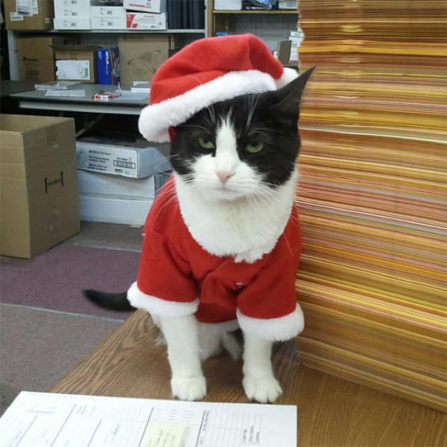 Pissed off pets in Christmas costumes postal services cat