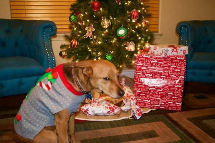 Dogs Who Ruined Christmas, sweater