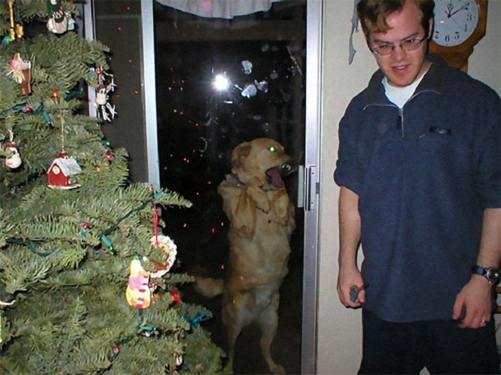 Dogs Who Ruined Christmas, funny 
