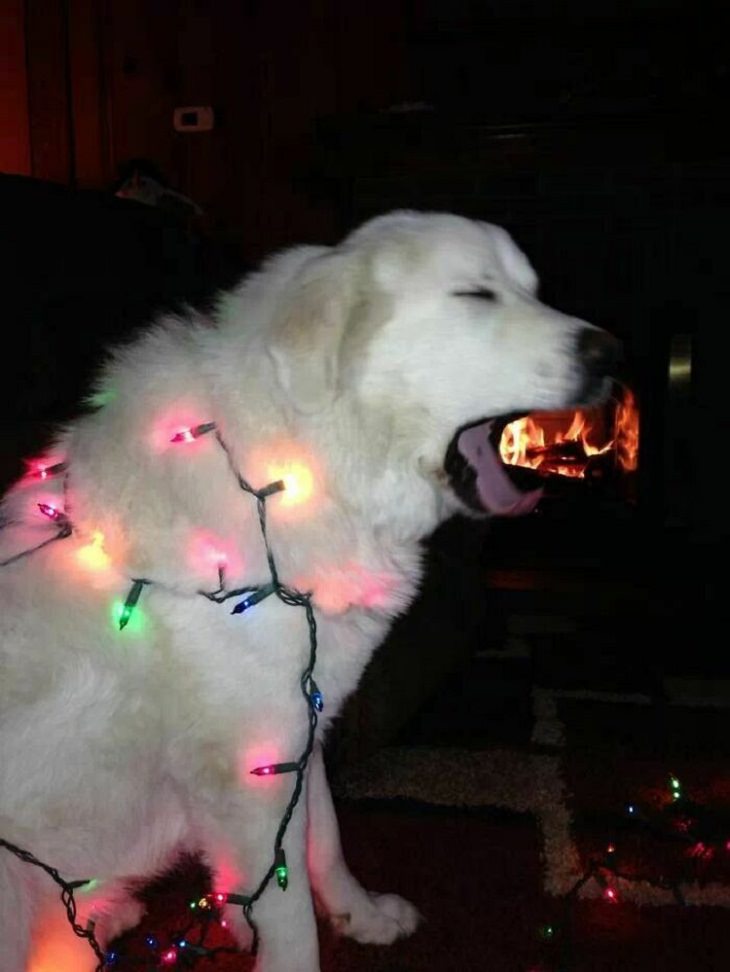 Dogs Who Ruined Christmas, Christmas lights