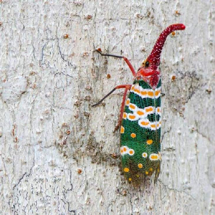 Unusual Creatures,  red-nosed lantern fly