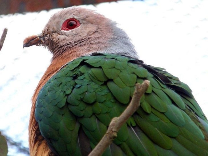 Unusual Creatures, Chestnut-bellied imperial pigeon