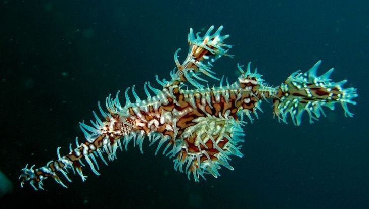 Unusual Creatures, ornate ghost pipefish