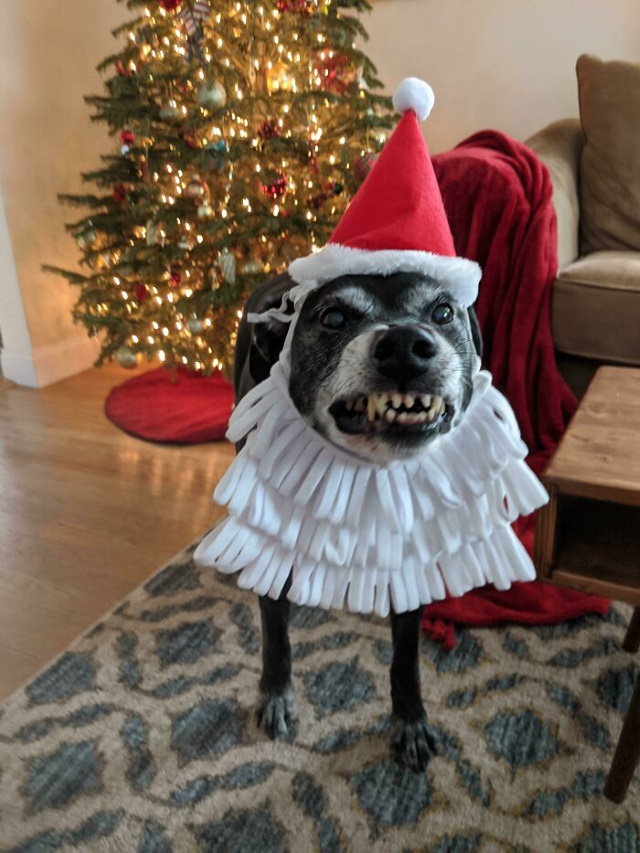 2020 Christmas Fails dog