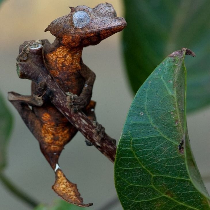 Unusual Creatures, Madagascar leaf-tailed gecko