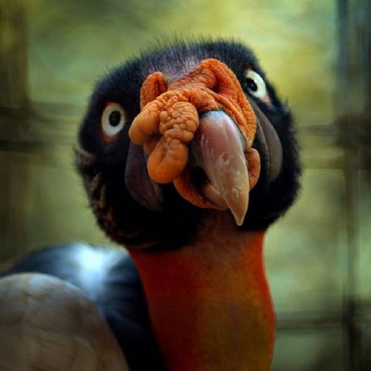 Unusual Creatures, Panamanian king vulture