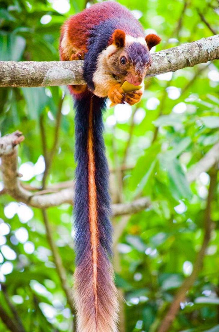 Unusual Creatures,  Indian giant squirrel