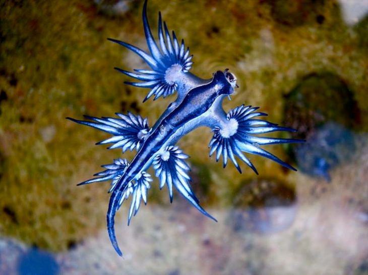 Unusual Creatures, blue slug 